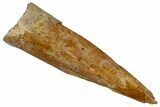 Fossil Pterosaur (Siroccopteryx) Tooth - Morocco #299805-1